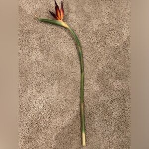 Z Gallerie Bird of Paradise Faux Floral Stem